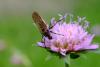 Empis tessellata